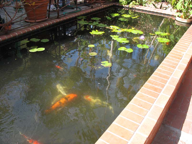 229 koi pond.jpg